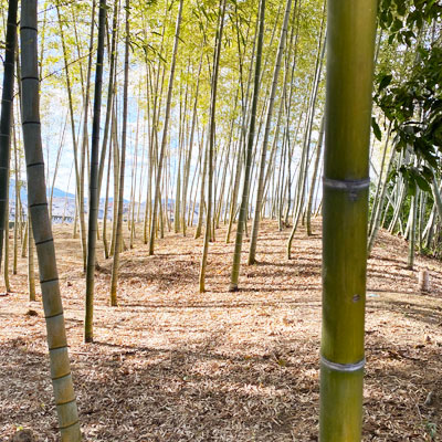 靴下の街　広陵町　竹取物語発祥の地